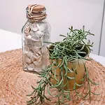 Bakboord Ostenda